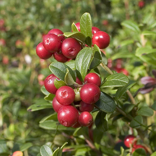 cranberry fruit2.jpg