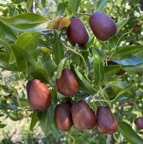 jujube fruit2.jpg