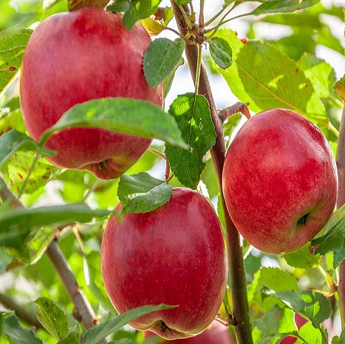 apple tree2.jpg