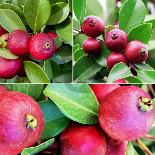 red cherry guava2.jpg