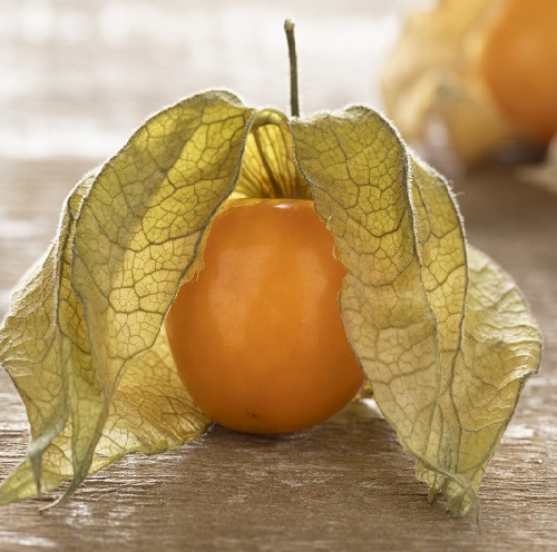 Single fresh Cape gooseberry, Physalis Peruviana, with husk on wooden background  close up.jpg
