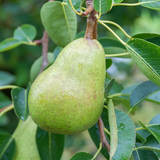 pear2.png