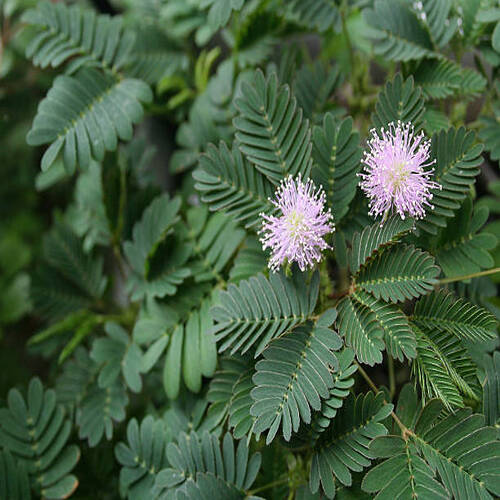 Flower head of Mimosa pudica.jpg