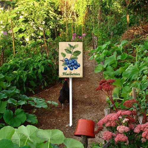 Blueberries 001 1.jpg