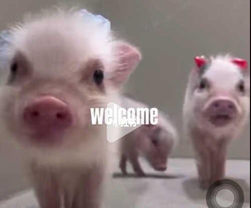 Screenshot 20260330 155041 com.huawei.browser.png