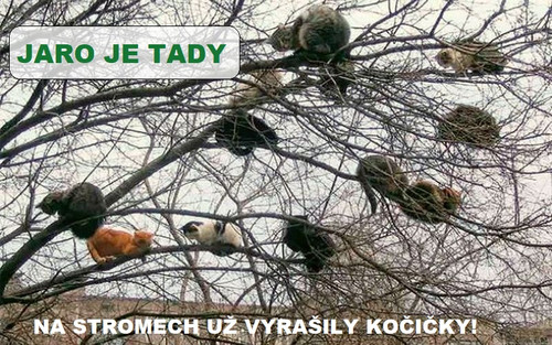 kocicky na strome.jpg