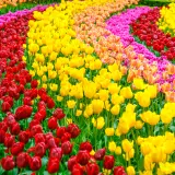 Florile și comerțul: cine ne vinde și cui exportăm