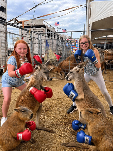 Boxing fun with kids and animals.jpg
