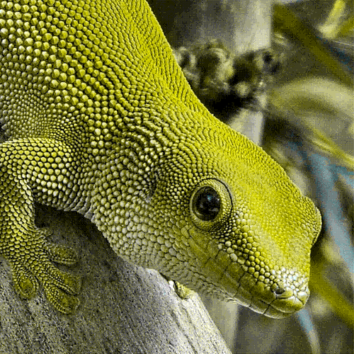 dither it Day Gecko.jpg.png