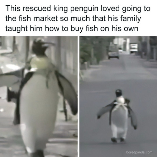 pet penguin japan lala.jpg