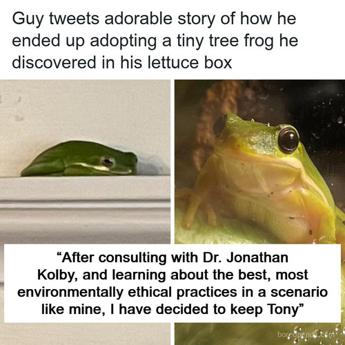 tiny frog in lettuce twitter.jpg