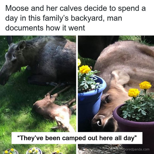 moose baby backyard.jpg