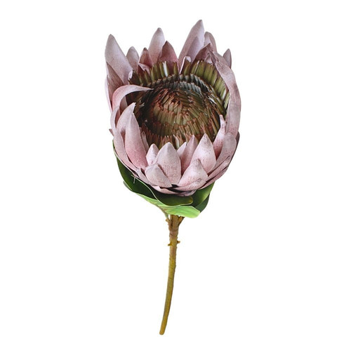 protea grape A173565019 1.jpg