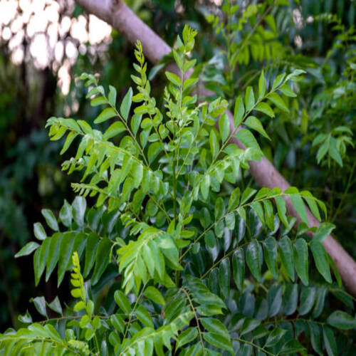 The curry tree (Murraya koenigii) or curry leaf tree. Curry berry leaf tree with green leaves backgr.jpg