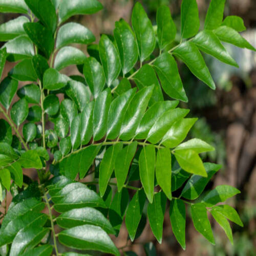 Spice Curry Leaves (Murraya koenigii) on a Tree, Herb plant.jpg