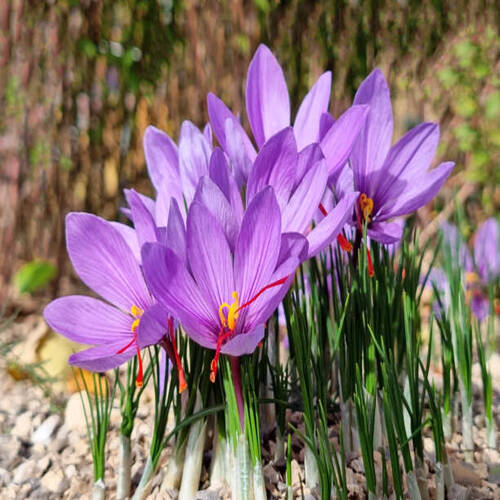 Saffron flowers - Crocus sativus..jpg