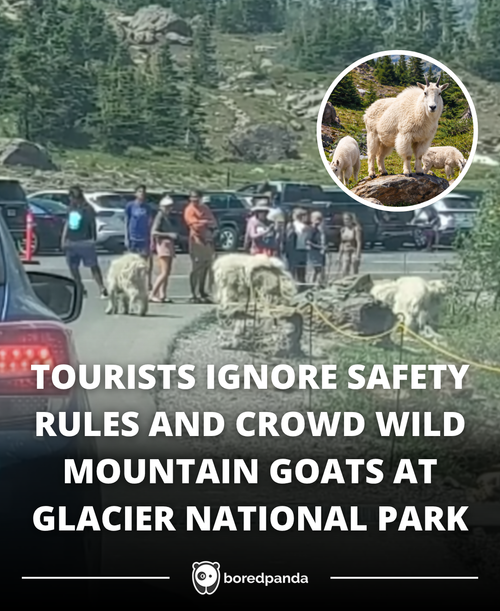 325 Reckless people with wild animals spark backlash.png