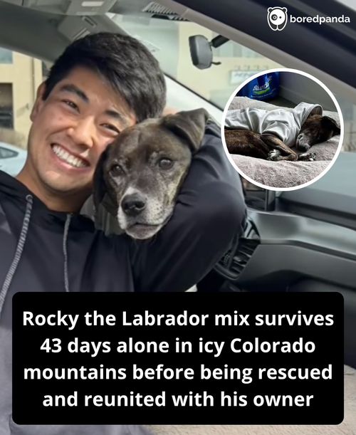 323. After 43 days in colorado mountains, lost dog is saved.png