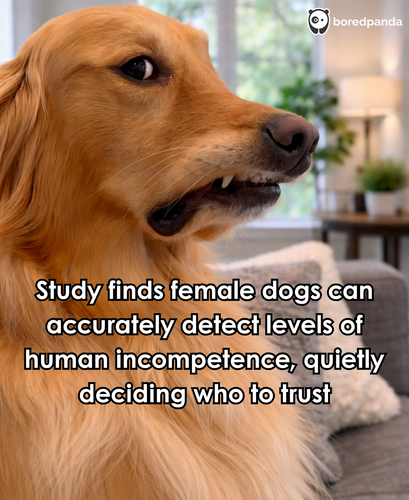 324. female dogs can accurately detect human incompetence.png