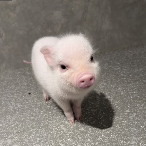 Screenshot 20260330 214904 com.xingin.xhs edit 1415636144912114.jpg