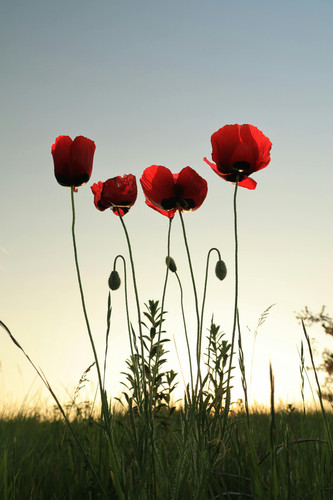 pexels mufit uzunoglu 294960474 32631475.jpg