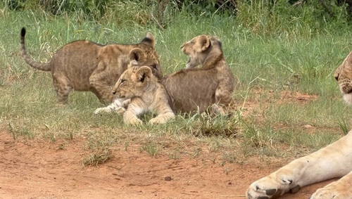 lmODZ 81pIPIjaCG.jpg