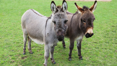 MINIATURE DONKEY The Perfect Small Farm Companion.jpg