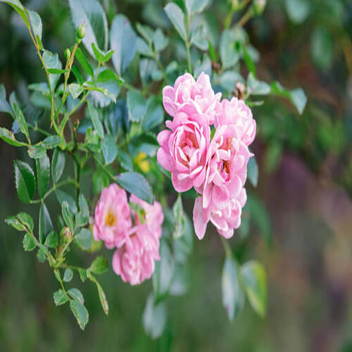 Beautiful Pink Polyantha Rose also known as Fairy Rose blooming in the garden..jpg