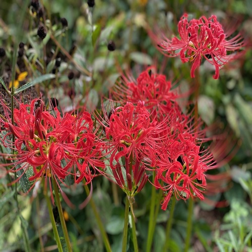 Lycoris radiata (Spider Lily).jpg