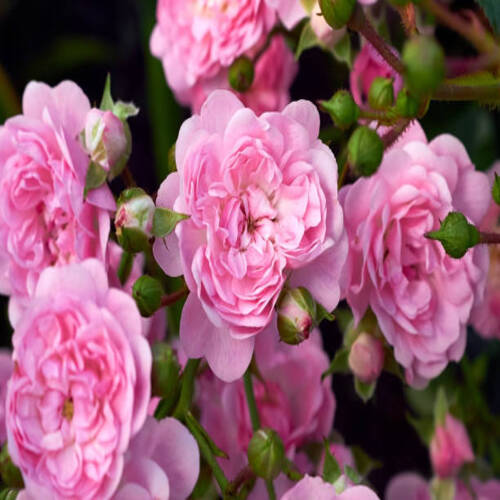 A mass of small pink double flowers and green buds of the polyantha rose The Fairy or Feerie, Perle .jpg