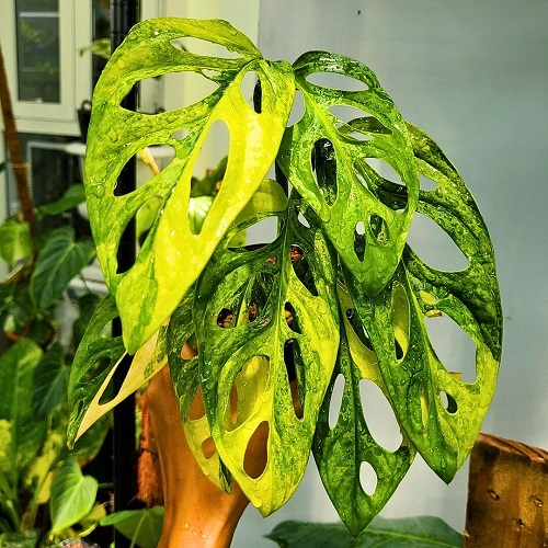 yellow monstera.jpg