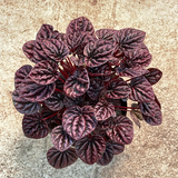 black Peperomia.png