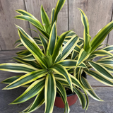 dracaena1.png