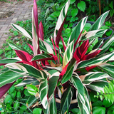 calathea 1.png