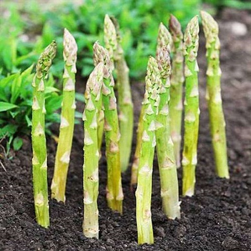 asparagus 1.jpg