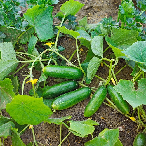 cucumber 1.jpg