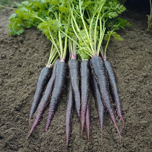 carrot vegetable1.jpg
