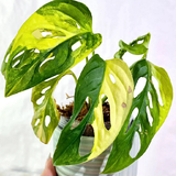 yellow monstera2.png