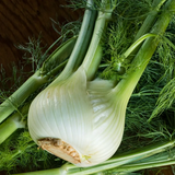 white fennel3.png
