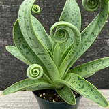 sansevieria3.png