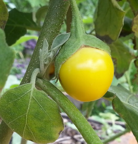 yellow eggplant 2.jpg