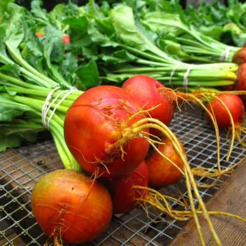 orange beetroot1.jpg