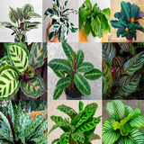 mixed calathea 1.png