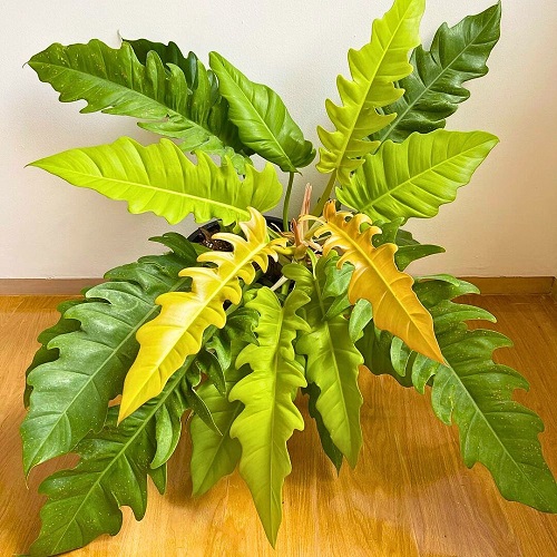Philodendron 1.jpg