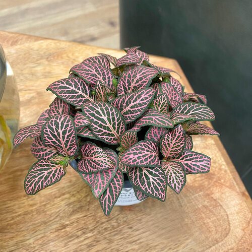 pink Fittonia 1.jpg
