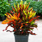 mixed Codiaeum 2.png