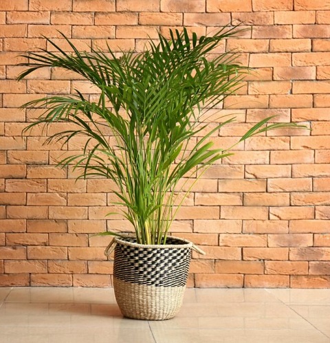areca2.jpg