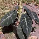 Alocasia2.png