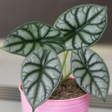 Alocasia Silver Dragon2.png