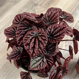 black Peperomia2.png